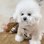 Dog Coat Winter Pet Jacket Button Warm Dog Clothes Chihuahua Bichon Clothing Girls Dog Costume Cat Clothing Puppy Sweatshirt