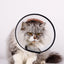 A Pet Dog And Cat Collar Large Dog Medium Dog Small Dog Bite Ring Anti-scratching Collar Recovery Collar