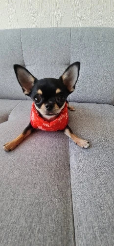 Dog Clothes For Small Dogs Yorkia Mini Chihuahua Dog Clothes Winter Cat Jacket Coat For Pug Puppy Down Coat Sphynx Pets Apparel