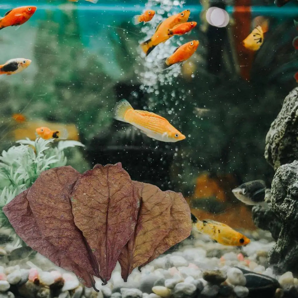 Terminalia Catappa Leaves Betta Shrimp Leaves PH Balance Water Conditioner for Aquarium Turtles Shrimps Habitat Accessory