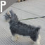Superior Thin Nylon Slip Lead Dog Leash 5mm*120cm No Pull Pet Slip Leash for Puppy Training Adjustable Slip Collar for Small Dog