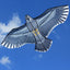 NEW Arrive Outdoor Fun Sports  59 Inch Eagle Kite With Handle And Line For Kids Or Adults Good Flying