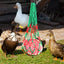 Chicken Vegetable Feeder Poultry Vegetable Feeder Hang Holder Chicken Feeder To Hang Chicken Treat Feeding Tool With Hook