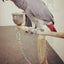 Foot Ring for Pet Parrot, Foot Chain, Foot Ring, Flying Training, Activity Opening, Stand Accessories, Bird Supplies