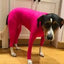 Four Feet Lightweight Pajamas Pure Dog Jumpsuits Tight Dog Coat Nursing Clothes Bodysuit For Small Medium Large Dogs Pet Costume
