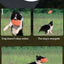 Silicone Flying Saucer Funny Dog Cat Toy Dog Game Flying Discs Resistant Chew Puppy Training Interactive Pet Supplies