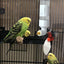 Birds Water Feeder Automatic Bird Cage Suspended Waterer Parakeet Water Dispenser Budgie Drink Acrylic Drinker Bottle For Canary