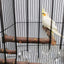 Natural Wood Pet Parrot Raw Wood Fork Tree Branch Stand Rack Squirrel Bird Hamster Branch Perches Chew Bite Toys Stick
