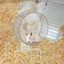 Silent Hamster Wheel Quiet Spinner Small Animals Exercise Wheels Super Quiet Hedgehog Acrylic Silent Spin With Height Adjustable