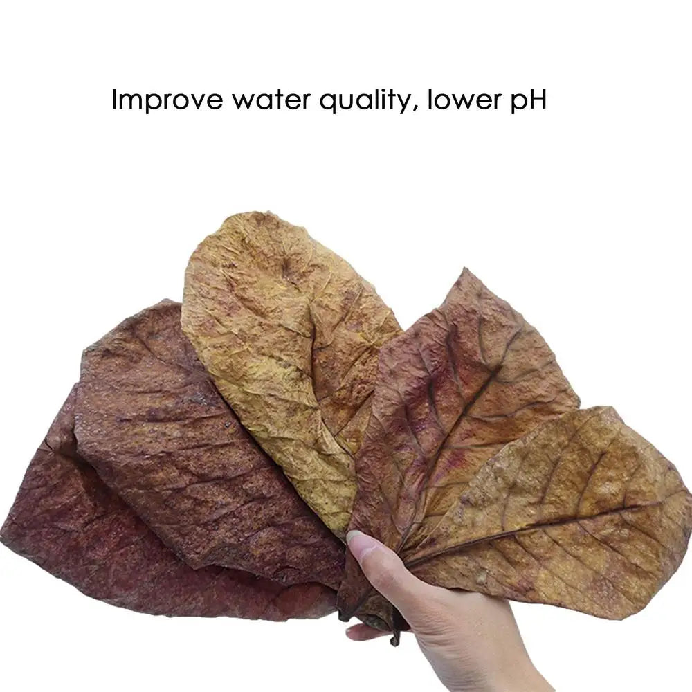 Terminalia Catappa Leaves Betta Shrimp Leaves PH Balance Water Conditioner for Aquarium Turtles Shrimps Habitat Accessory
