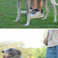 Dog Collar Dog Leash P Chain Slip Rope Leads Leash Pet Puppy Nylon Rope Adjustable Loop Collar Slip Lead for Training Large Dogs