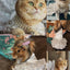Pet Dog Cat Dress Summer Clothes Dot Dog Dress For Dogs Skirt Summer Princess Dog Wedding Dresses dog dresses for small dogs
