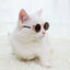 Anti-slip Cat Sunglasses Pet Accessories Small Dog Sun Glasses Classic Retro Circular Glasses for Kitten Photos Props Cosplay