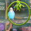Rope Perches For Bird Cages Circle Rope Swing Easy Installation Natural Safe Soft Cotton Round Bird Swing For African Grey Macaw