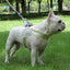 Stock dog leash Y-shaped pet chest strap teddy bichon walking dog leash reflective breathable leash adjustable
