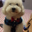 Bowtie Dog Blouse Classical Breathable Plaid T-Shirts Summer Dog Clothes for Small Dogs Puppy Large Cat Vest Chihuahua Yorkies