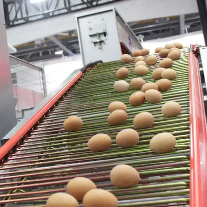 H Type Layer Chicken Cage,Fully Automated Battery Cage Systems, Automated Egg Picking Systems, Customized Purchase on Demand
