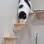 Cat Climbing Shelves Wall Mounted Cat House Wooden Cat Furniture Bridge with Protection Network for Cat & Kitten Ladders & Steps