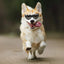 Heart-shaped Dog Sunglasses UV Protection Sun Glasses With Adjustable Strap Anti-Fog Goggles  Puppy Outdoor Eyes Protections