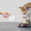 Dog Food Scoop Cat-Ear Shape Food Scoopers Kitten Food Measuring Cups Clear Convenient Scoops Bag Sealing Clip for Dry Dogs