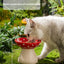 Mushroom Cat Bowl Cute Polka Dot Safe Ceramic Elevated Cat Feeder for Cats and Dogs Drinking Water Bowl Cat Feede Pet Supplies