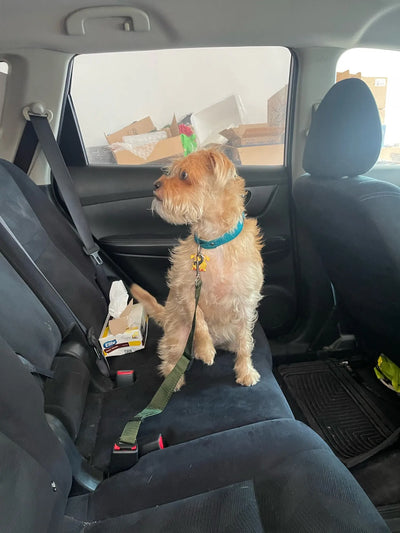 Dog Car Leash Seat Belt Attachment for Dogs Cats Pets Adjustable Safety Elastic Lead Harness for Cars with Elastic Nylon Buffer