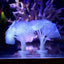 Fluorescent  Fish Tank Aquarium Decoration Artificial Coral Simulation Plant Ornament Pets Underwater Landscape With Suction Cup