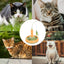 Electric Cat Toy Funny Cat Toys Cat Feather Teaser Multifunctional Indoor Cat Interactive Toy Reusable Electric Kitten Playing