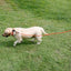 Waterproof PVC Pet Dog Leash 5m 10m Recall Training Leash Strong Tie Out Cable For Small Medium Large Dogs