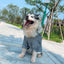 Pet Clothes  Pets Acessorios  Dog Clothing  Dog Costume Parent-child Wear Spring and Autumn One Color Eight Sizes