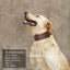 Cool Spiked Dog Collar For Medium Large Dogs Genuine Leather Pitbull Bulldog Adjustable Pet Accessories Collars Necklace
