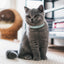 Suede Leather Cat Collar Bling Rhinestone Cats Collars with Bell Safety Breakaway Pet Puppy Necklace Adjustable XS S Pink Soft