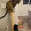 Cat Scratching Post Wall Furniture Wood Wall Mounted Kitten Scratcher Tree for Large Cats Thicker Columns for Multi-Functions