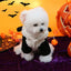 Cosplay Panda Sweatshirt Overalls for Dogs Winter Protective Cap French Bulldog Medium Puppy Jacket Wind Proof Pet Cat Clothes