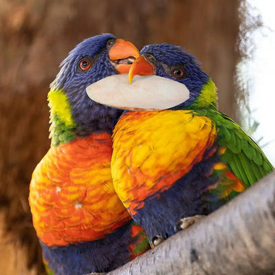Natural Cuddle Bone Parrot Chew Toys Chewing Cuttlefish Bone Bird Cuttlebone Environmental Protective Toy