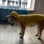Big dog raincoat reflective waterproof windproof hooded raincoat large dog clothing outdoor raincoat  dog clothing jacket