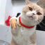 Mini Hands For Cats Paws Mini Finger Puppets Fake Small Finger Hand Puppet Fake Hand Toy Silicone Dog Funny Finger Puppets