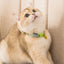 Pet Supplies Accessories for Cats Adjustable Cat Necklace for Kitten Puppy Small Dog Cat Breakaway Bell Collar with Cute Pendant