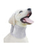 Dog Neck Brace Elizabethan Collar for Pet After Surgery Recovery Wound Protect, Adjustable Cervical Cone for Small Medium Dogs