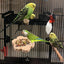 Bird Perches for Cage Natural Wooden Platform Stand for Parrot Bird Perch Stand Toy Stand Playground Budgie Toys Parakeet Cage