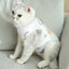 Cat Recovery Onesie Breathable Spay Abdominal Kitten Recovery Shirt Collar Alternative Kitten Onesie Clothes Kitten Shirt Coats