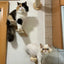 Solid Wood Wall Mounted Cat Tree Wooden Shelves Segment Ladders with Hammock and Cat House Cat Bridge for Kittens Perch Sleeping