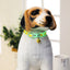 Fashion Pet Glowing Collars with Bell Glow at Night Dogs Cats Necklace Light Luminous Neck Ring Accessories for Kitten and Puppy