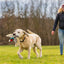 Duck Dog Toy Squeaky Cute Duck Plush for Dog Calming Chew Toy Pet Supplies for Small Medium And Large Pets Indoor Play Supports