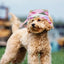 Breathable Dogs Sun Hats Round Brim Dog Visor Hat Outdoor Breathable Sun Protection With Ear Holes Mesh Sun With Adjustable Chin
