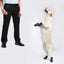 Pet Cat Dog Training Clicker Plastic New Dog Click Trainer Portable Auxiliary Adjustable Wristband Sound Key Chain Pet Supplies