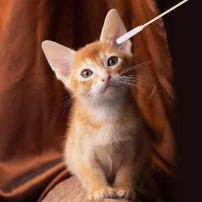 100pcs Pet Dog Ear Cleaner Cotton Buds Dog Ear Cleaner Cotton Swab Sticks Swab Sticks For Cat Pets Cleaning Supplies