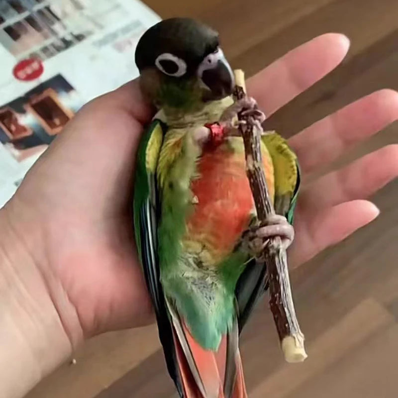 Professional Bird Parrot Teeth Grinding Apple Tree Stick Minerals Molar Stone Toys for Chinchilla Hamster Small Pet Toys Supply