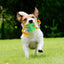 Dog Treat Hiding Toy Snuffle Ball Interactive Slow Feeder Treat Toy Slow Food Training Sniff Ball Dog Exquisite Comfortable