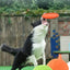 Multicolor Frisbeed Dog Toy  Fashion Pet Dog Silicone Game Flying Discs Trainning Interactive Toys Pet Supplies Flying Disc